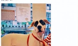 向太最新爆料动态